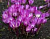 Колхикум